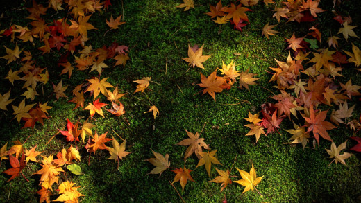 1756665 (a): :1920x1080